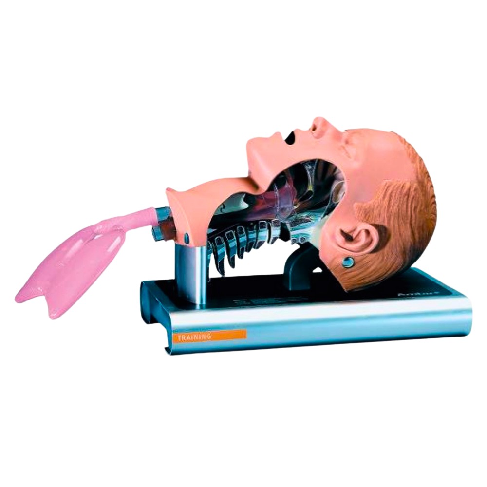 Ambu Intubationstrainer Erwachsene Ambu Intubationstrainer Erwachsene